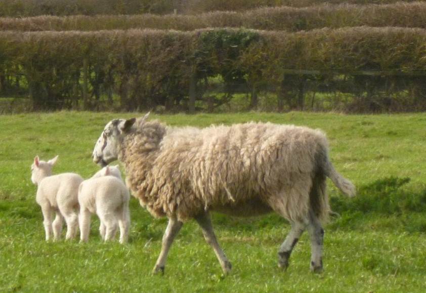 A picture containing grass, outdoor, field, mammal

Description automatically generated