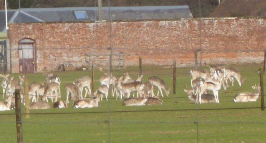 A group of animals in a fenced in area

Description automatically generated with low confidence