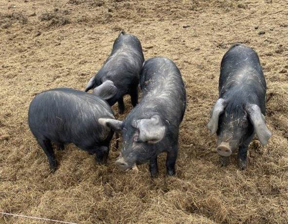 A group of black pigs

Description automatically generated with low confidence