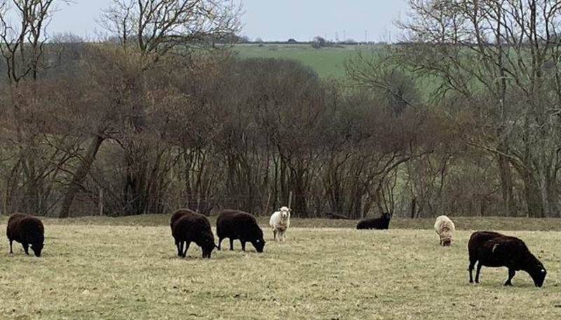A group of animals graze in a field

Description automatically generated with medium confidence